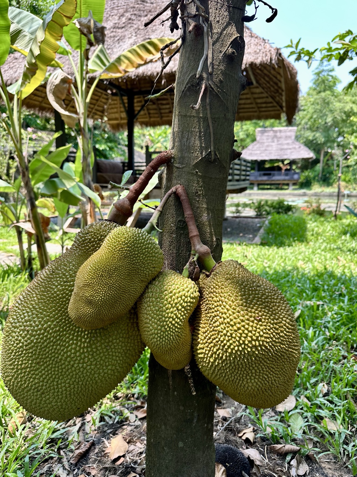 Deze jackfruit! Aan een boom in Siem Reap.